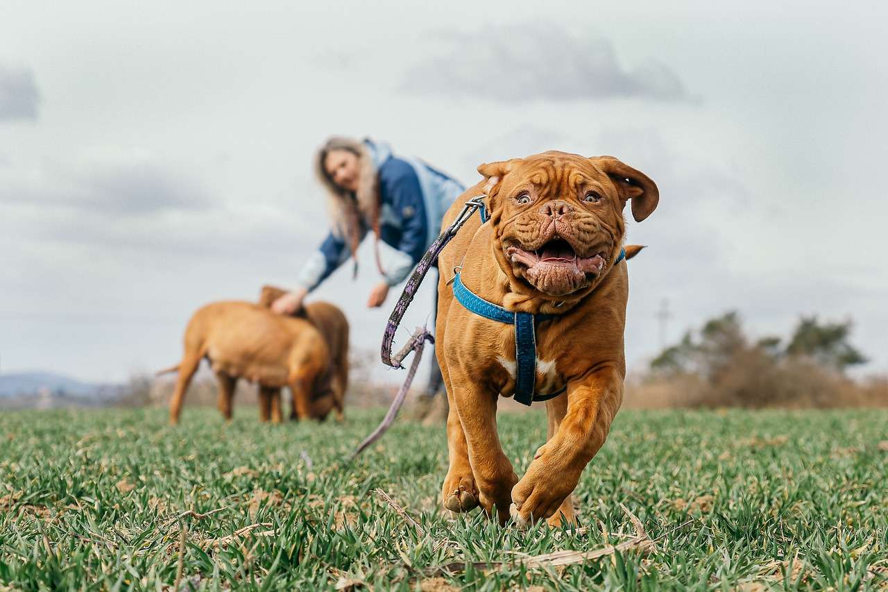 Dogue de Bordeaux slobber