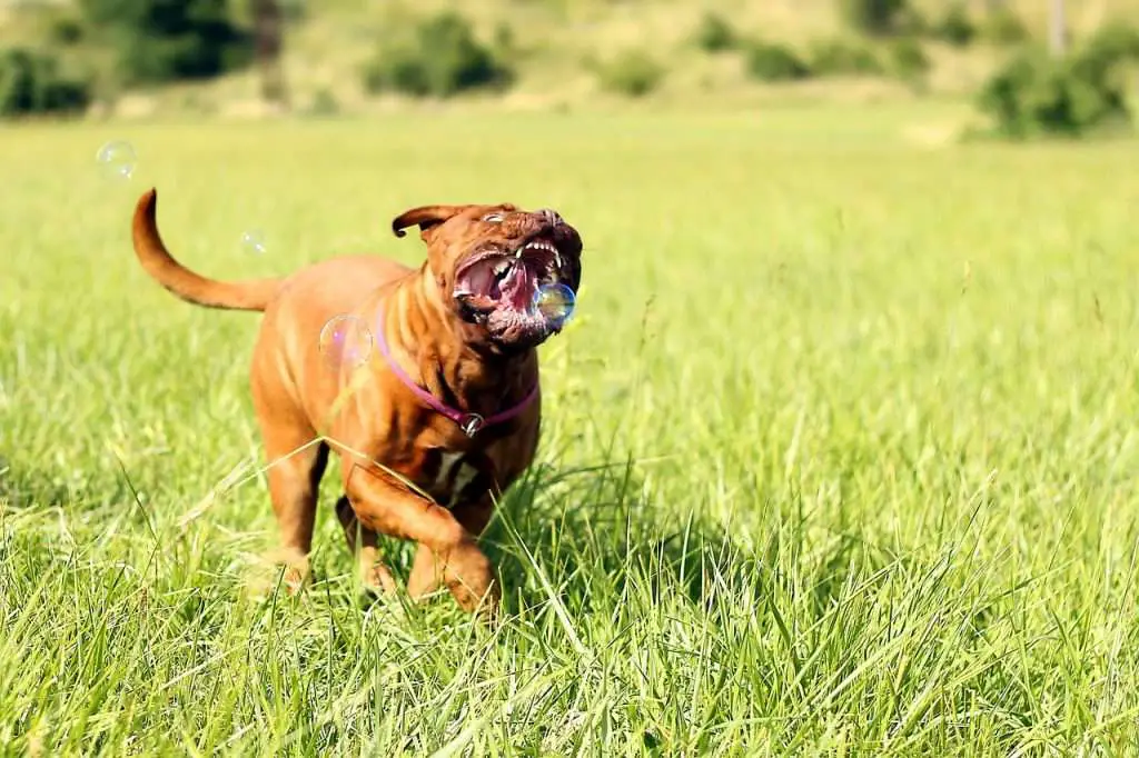 dogue de bordeaux health concerns