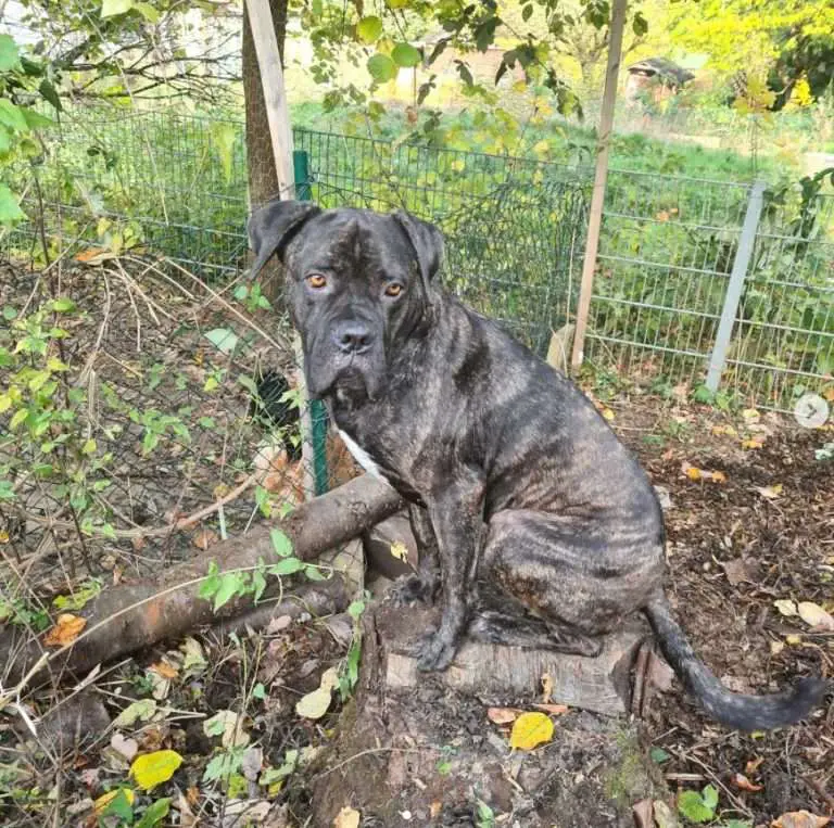 The Cane Corso Mix: 13 mixes with this majestic breed (with pictures ...