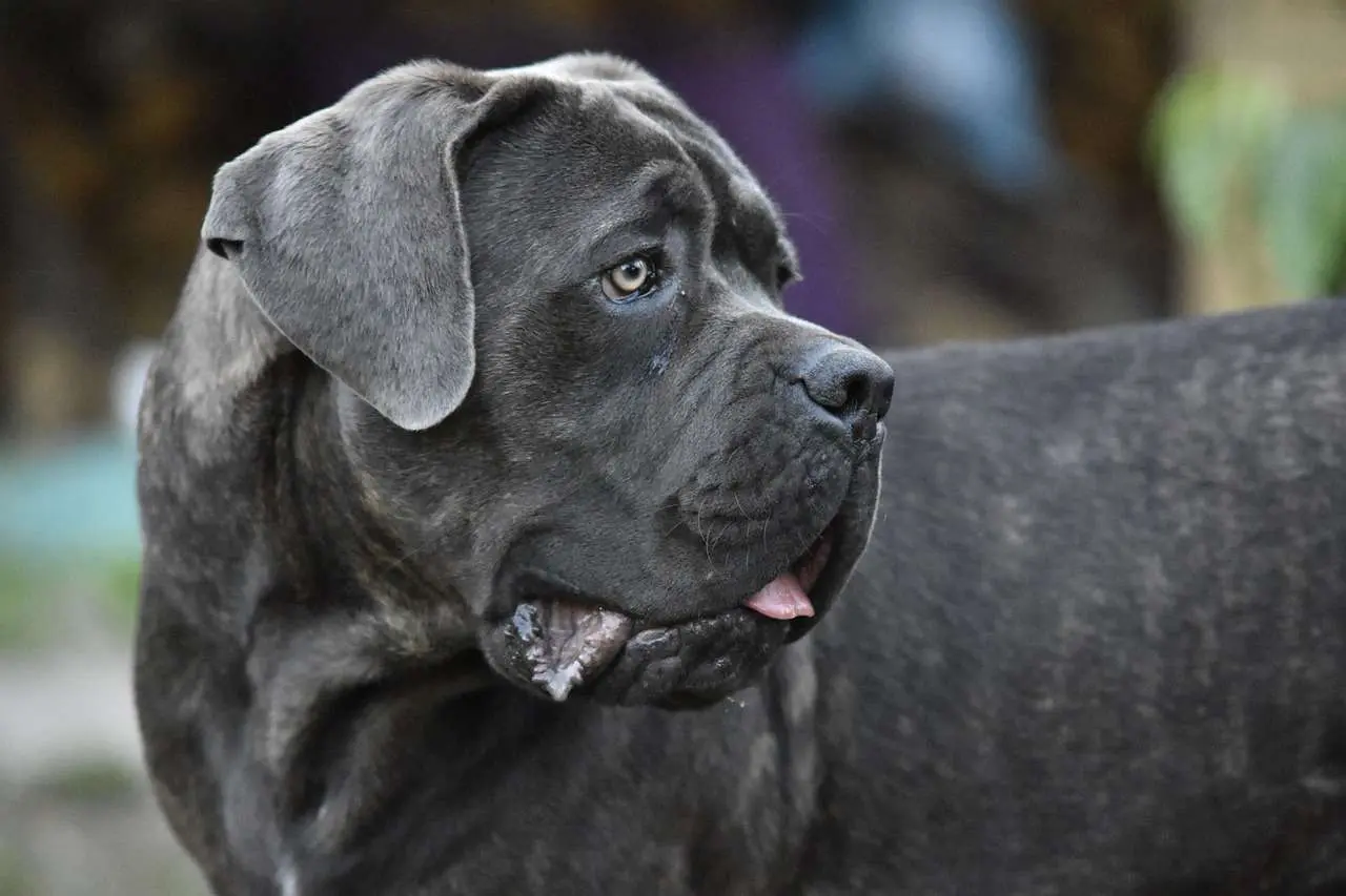 The Cane Corso Temperament Personality