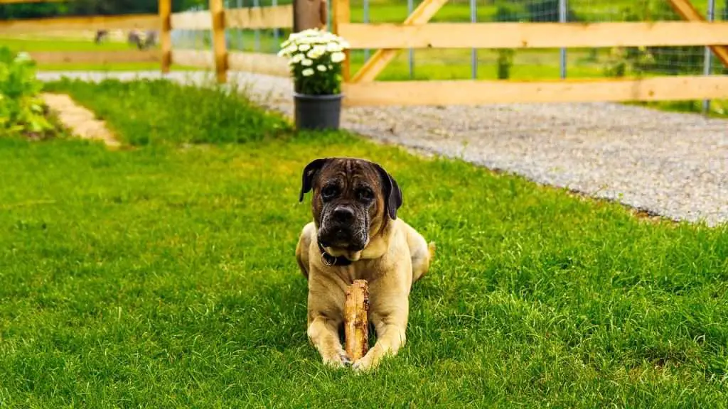 fawn cane corso