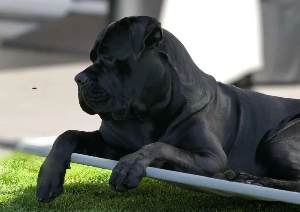 is the cane corso legal?