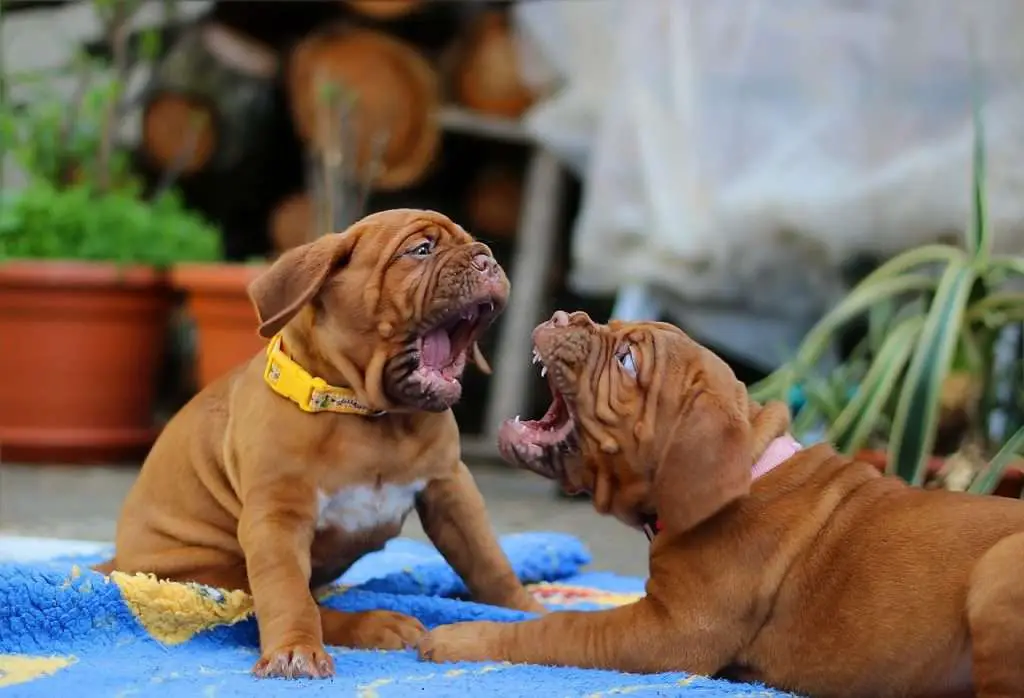 Dogue de bordeaux drooling - teething