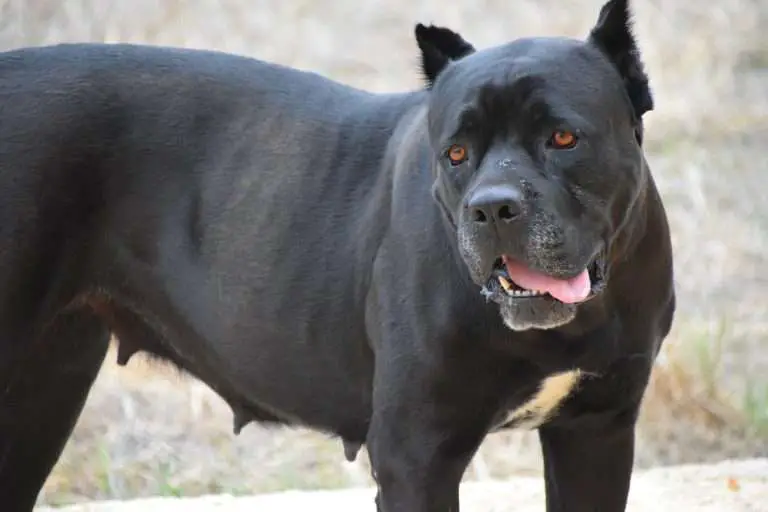 Cane Corso ear Crop: Why do they do it?