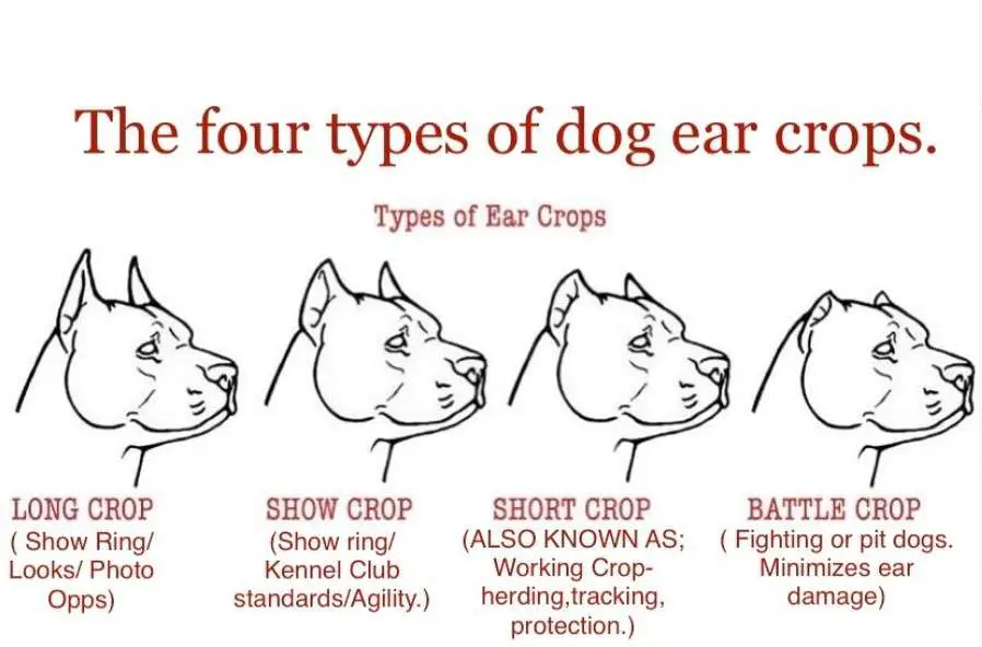 Cane corso ear crop