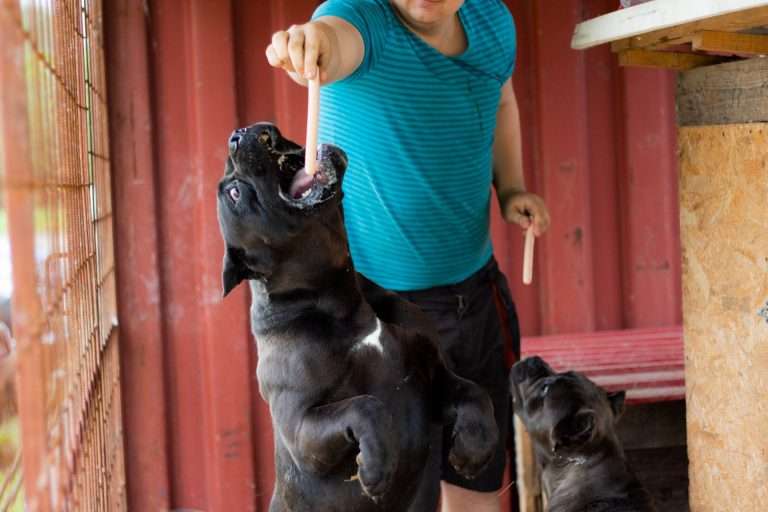 How Much Does Owning A cane Corso cost? The True Cost in 2023