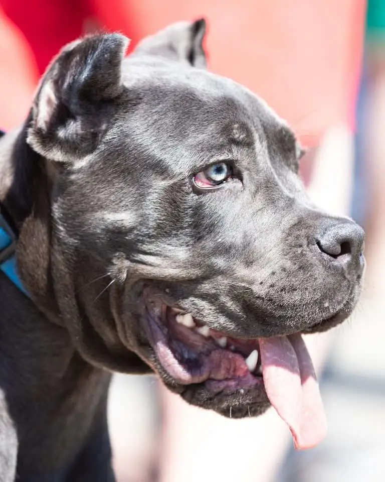 How Strong Is The Cane Corso Bite Force? (The Facts)