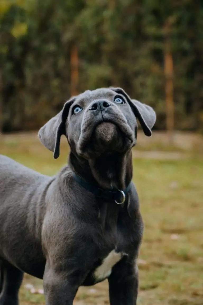 The Stunning Blue Blood Cane Corso – Breed Overview