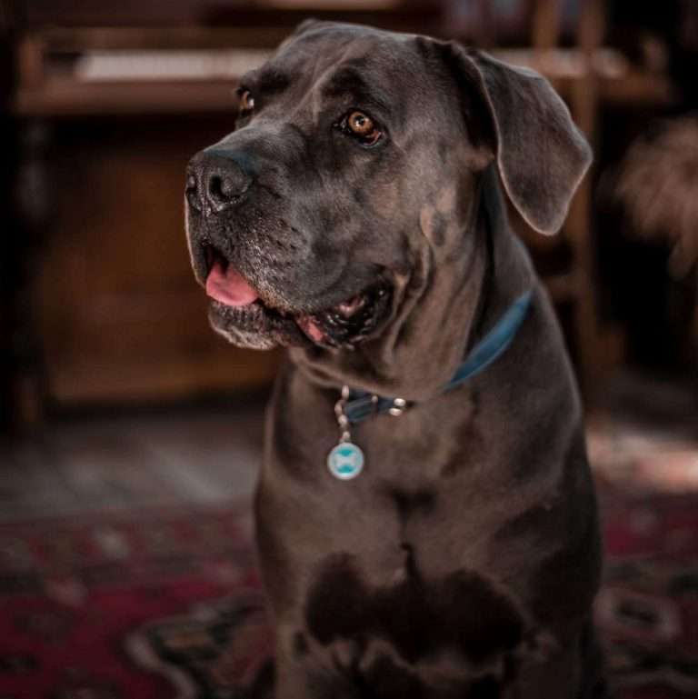 Cane Corso Lifespan: How long does the Cane Corso live and what are the common health concerns?