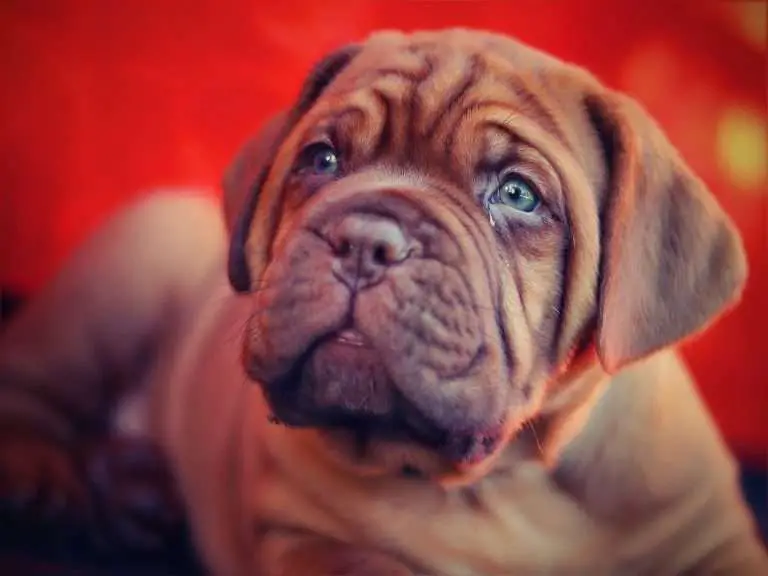 Dogue de Bordeaux Names: 115 Perfect Names For Your French Mastiff
