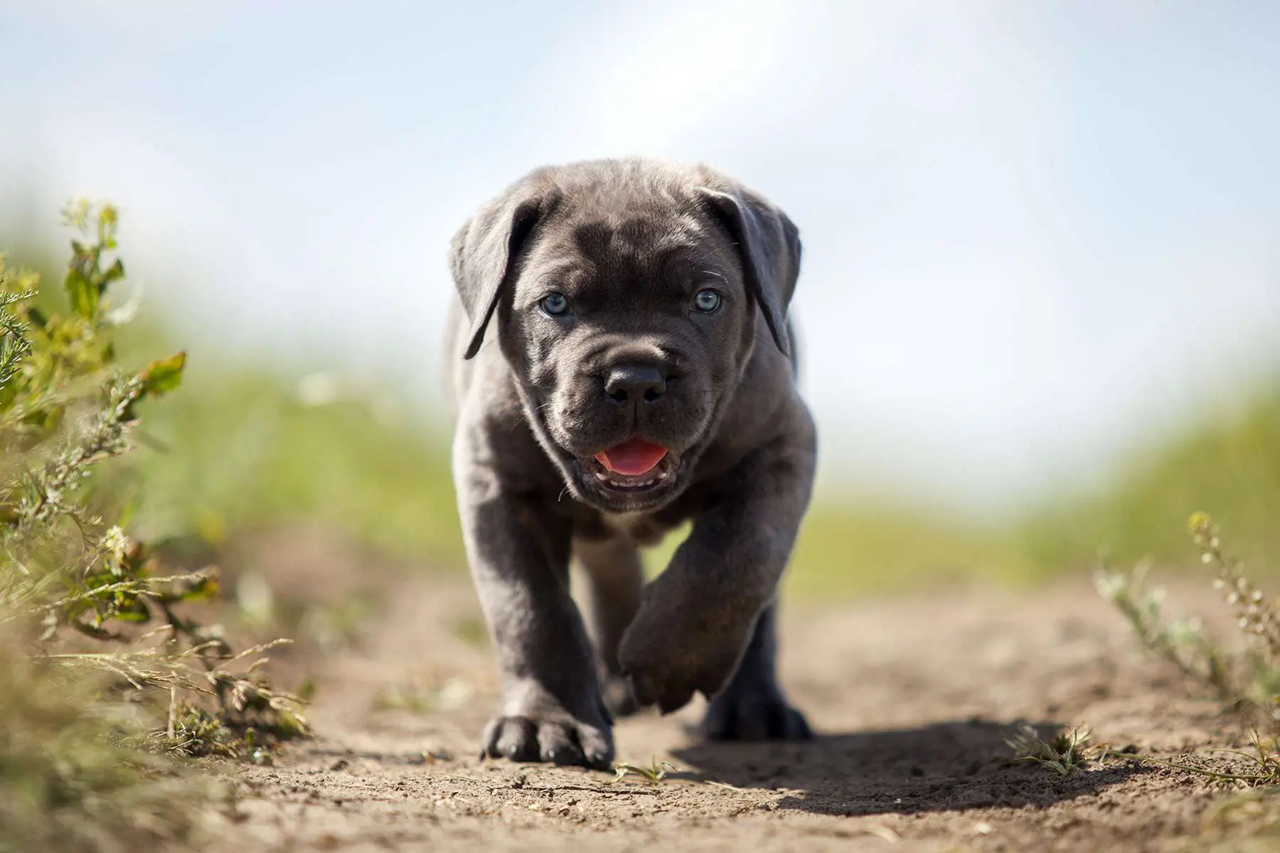 what is cane corso a mix of?