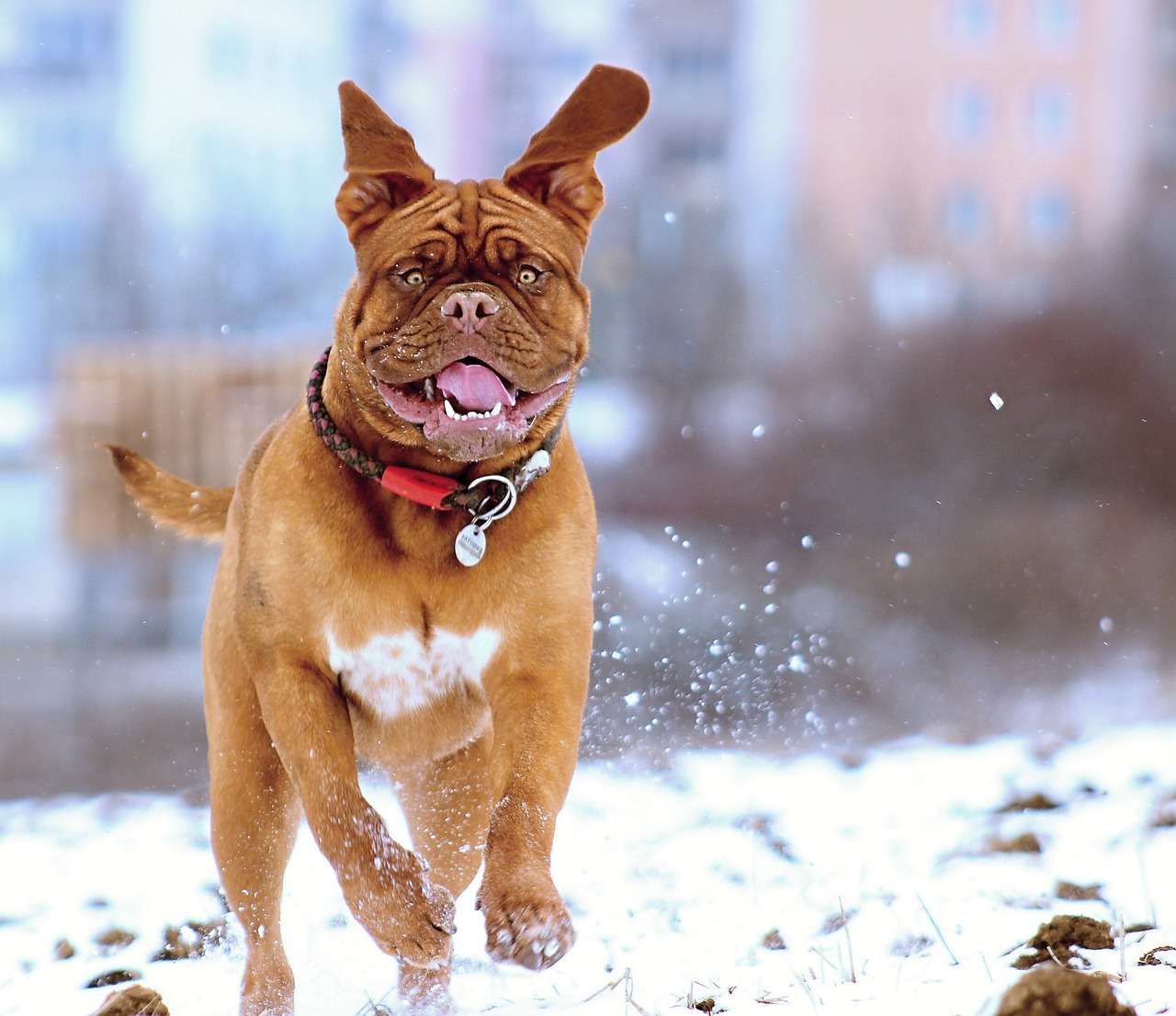 celebrity dogue de bordeaux - including turner and hooch