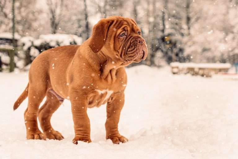 How Much Does A Dogue de bordeaux cost?