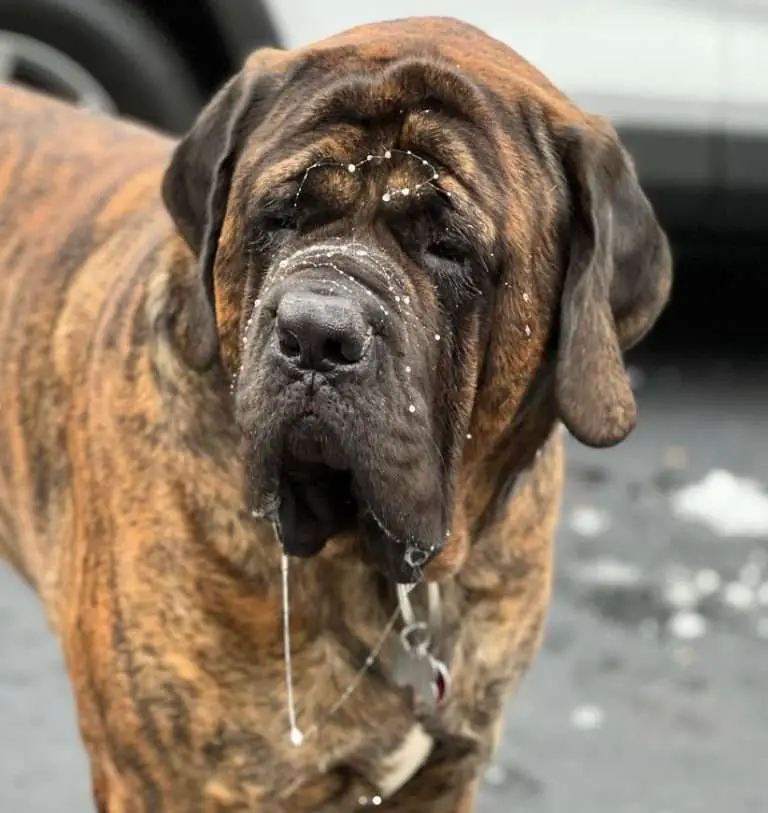 English Mastiff Colours 3 Stunning Coats {with Pictures} Paw Planning