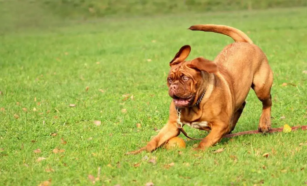 dogue de bordeaux exercise