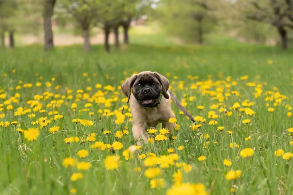 English mastiff puppy names