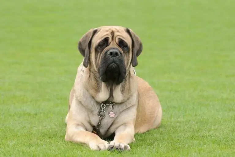 English Mastiff Bite Force: Everything You Need To Know