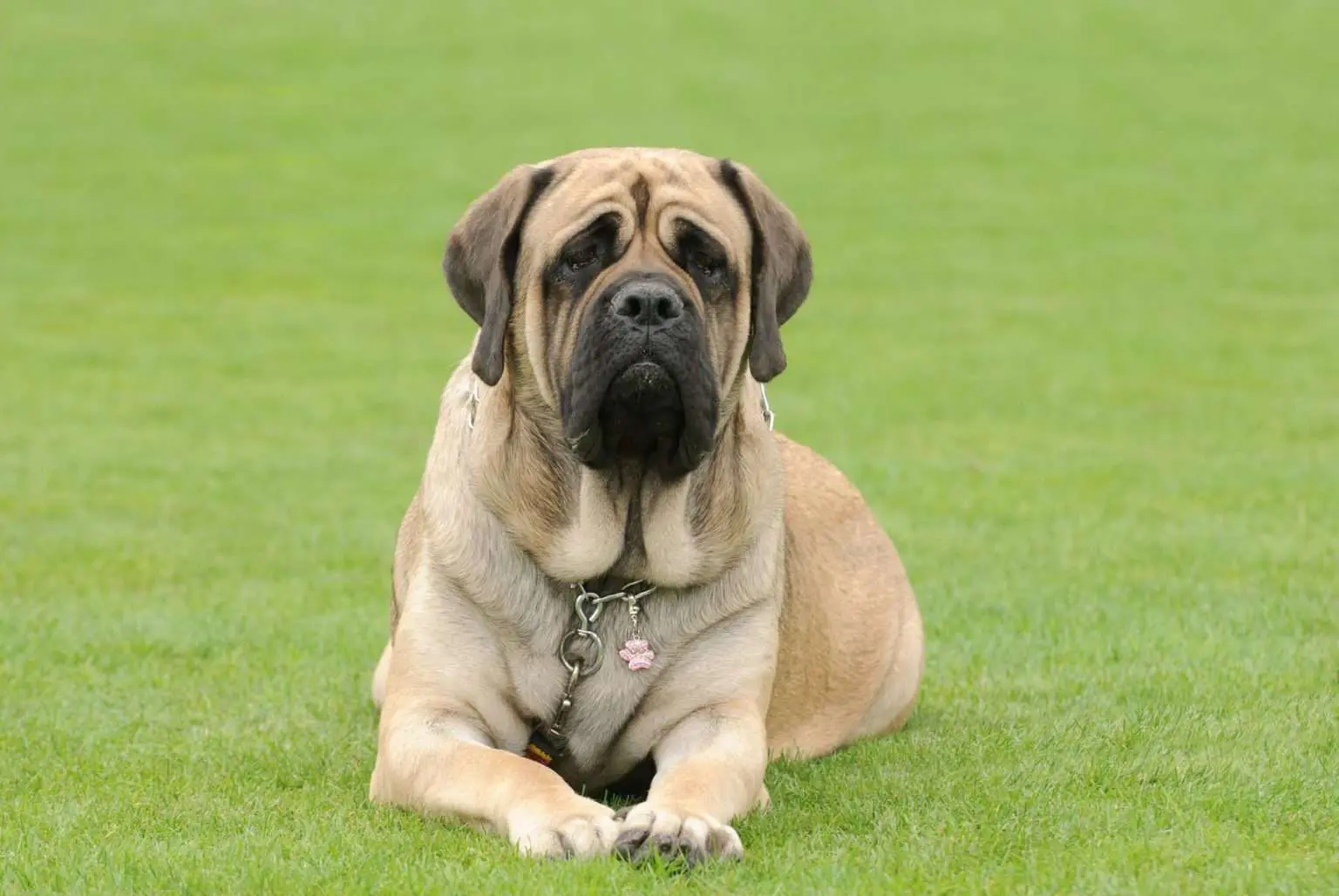 English Mastiff Colours 3 Stunning Coats {with Pictures} Paw Planning