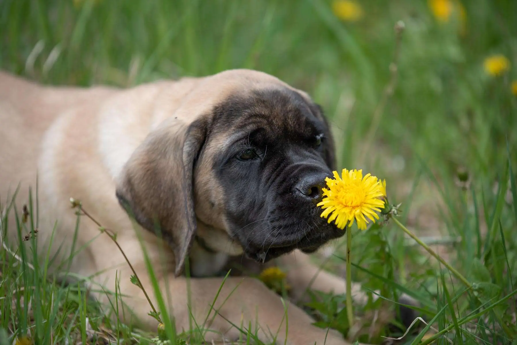 are mastiffs stubborn