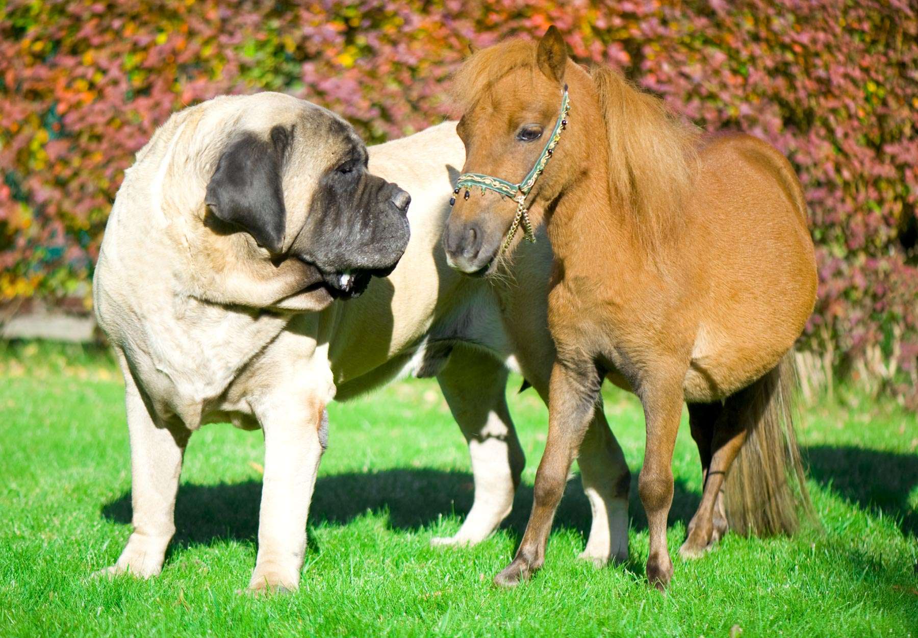 Biggest type shop of mastiff