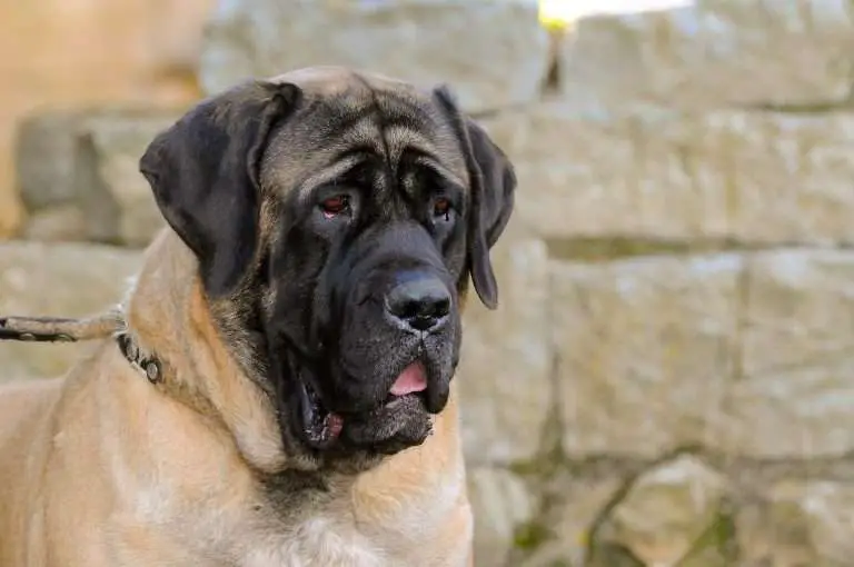 English Mastiff Colours – 3 Stunning Coats {with Pictures}
