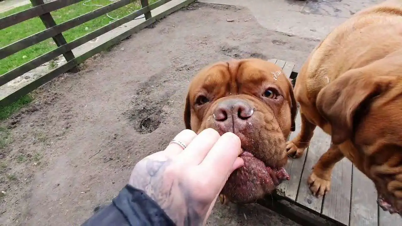 Best food for dogue de clearance bordeaux