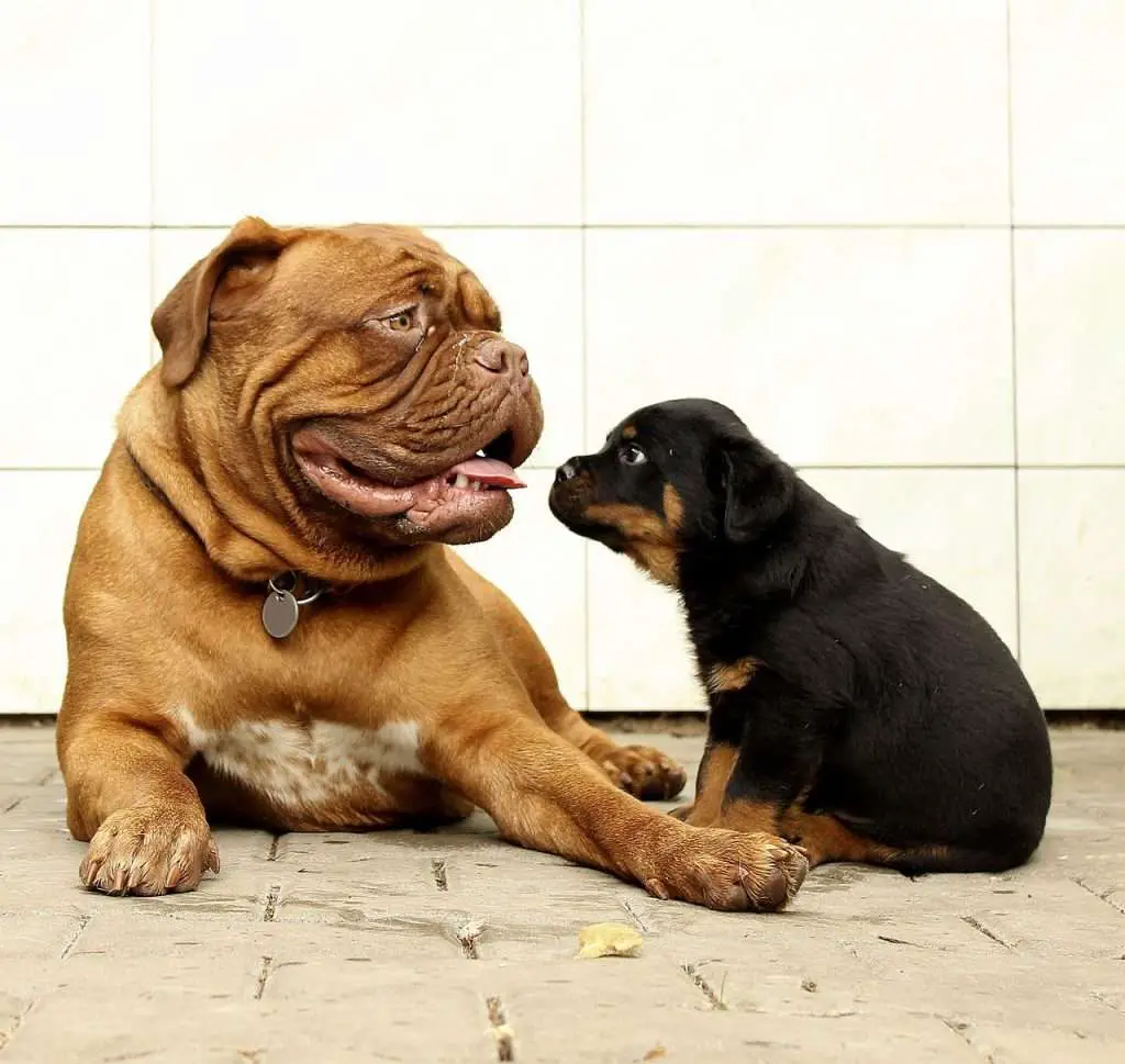 is the dogue de bordeaux good with other pets