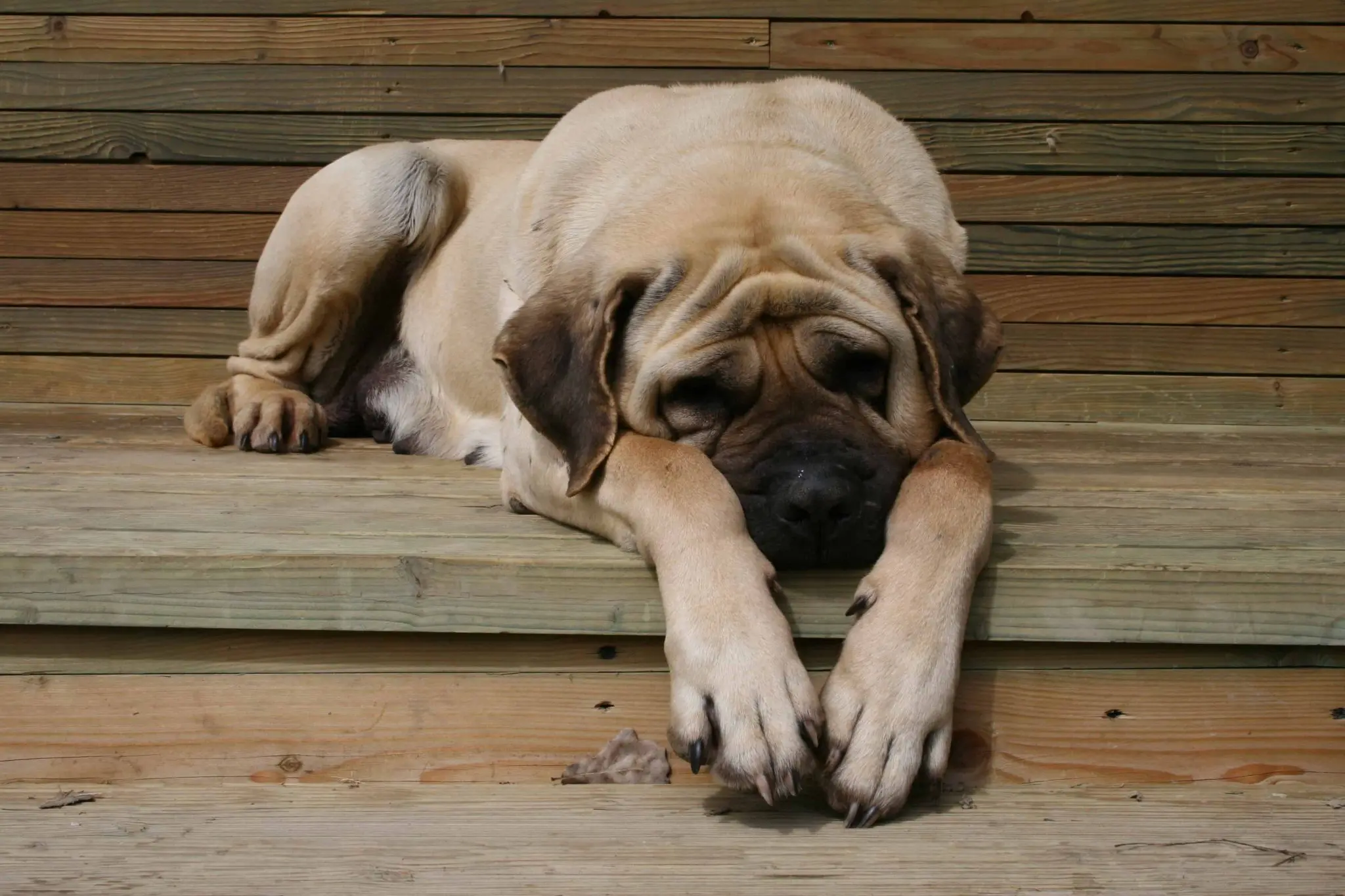 English Mastiff Feeding Guide (Read Time - 10 Mins)