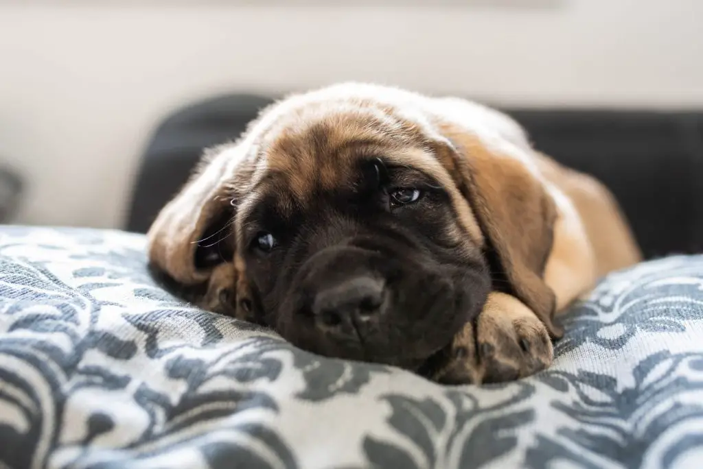 english mastiff training tips