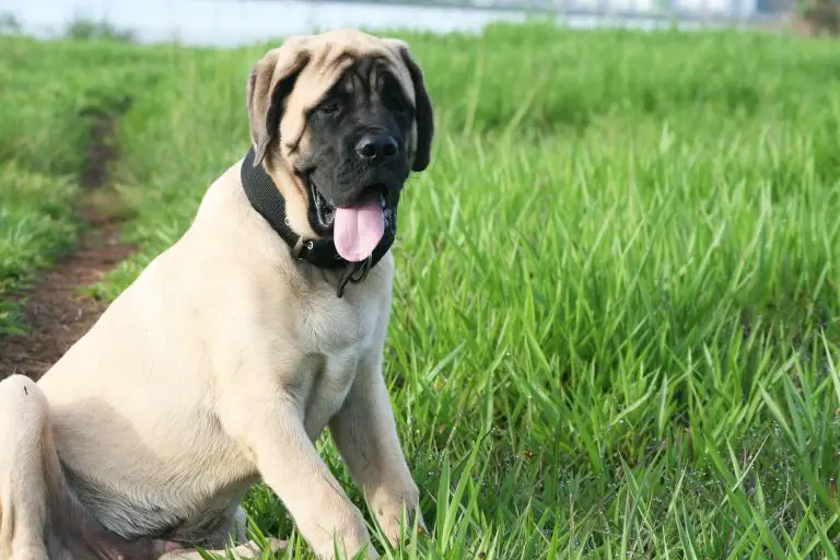 English Mastiff Grooming