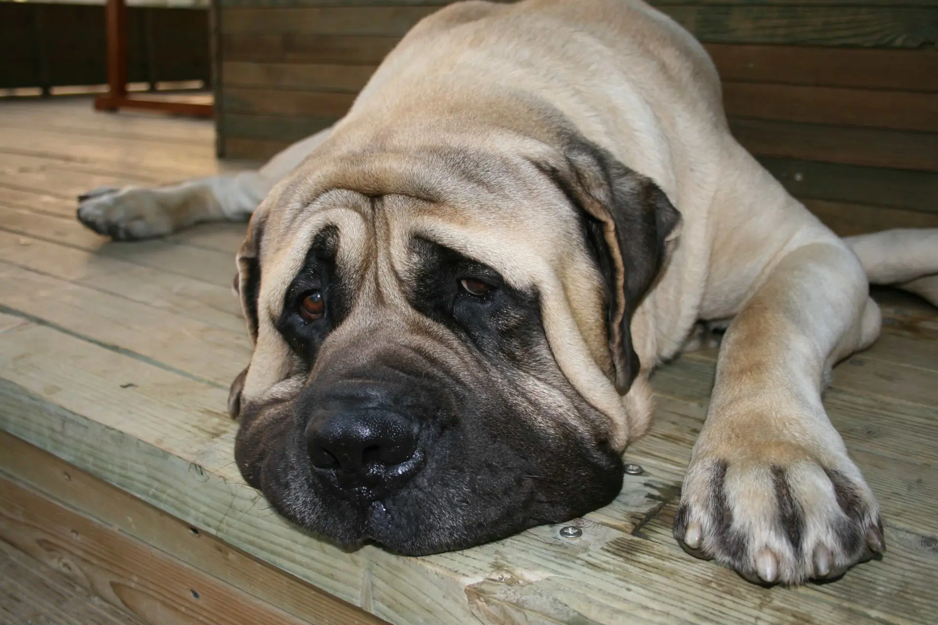 how long do mastiffs grow in height