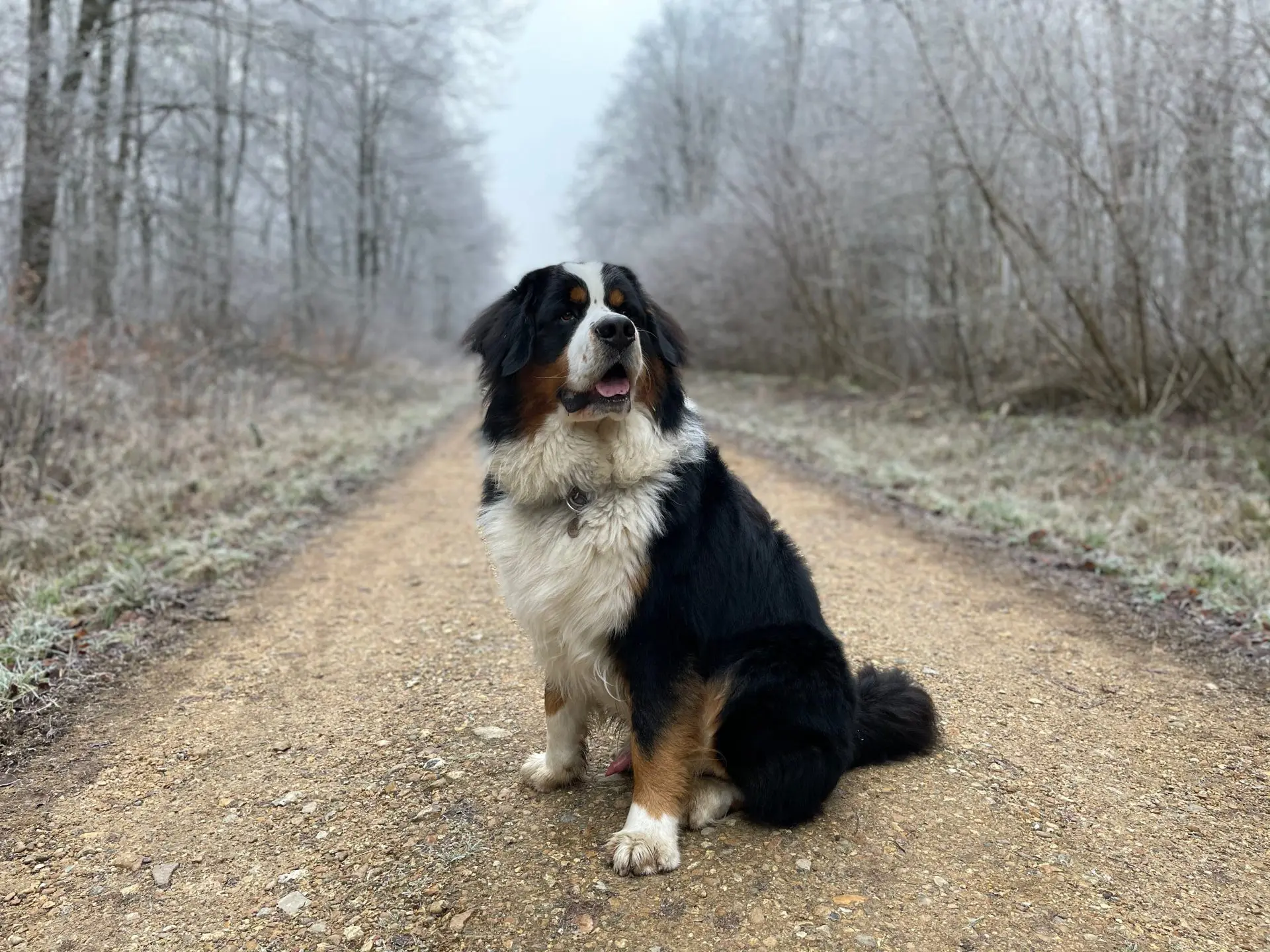 Newfoundland Dog Size & Weight Guide Paw Planning