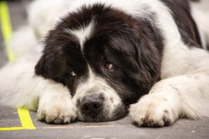 Newfoundland Dog Mixes - 11 Stunning Hairy Bears - Paw Planning