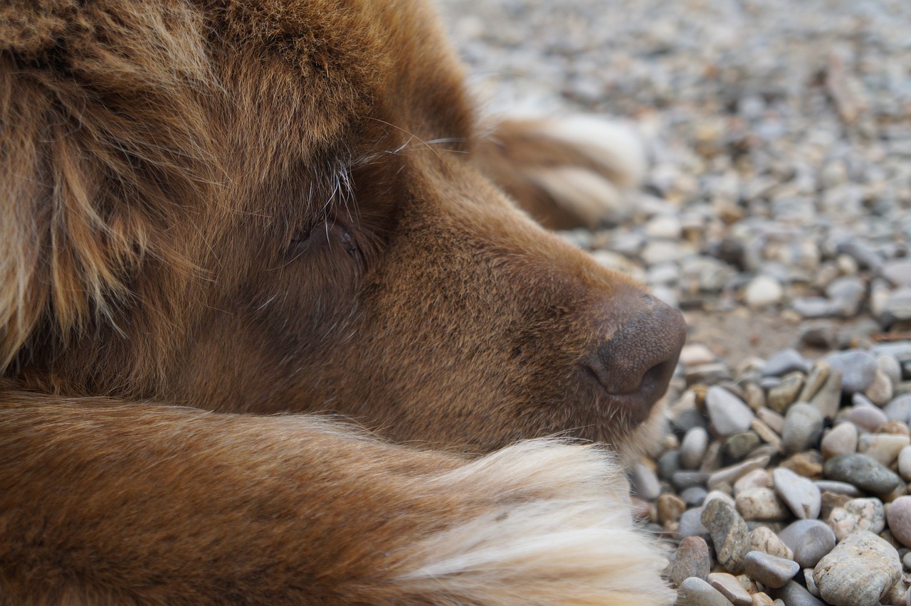 Newfie dog names