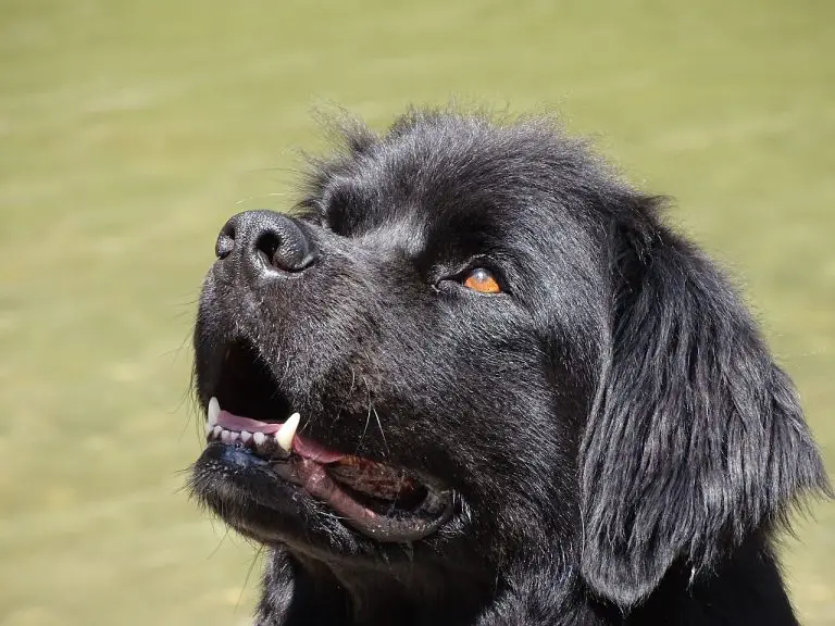 Newfoundland Dog Personality & Temperament