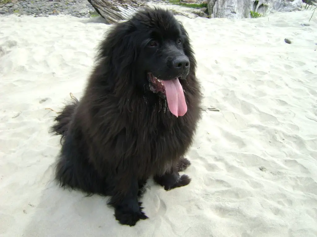 Newfoundland Dog Lifespan and Common Health Issues Paw Planning