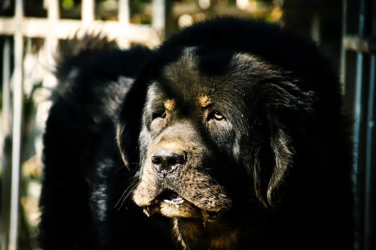 Newfoundland Dog Drool – Can you stop the slobber?