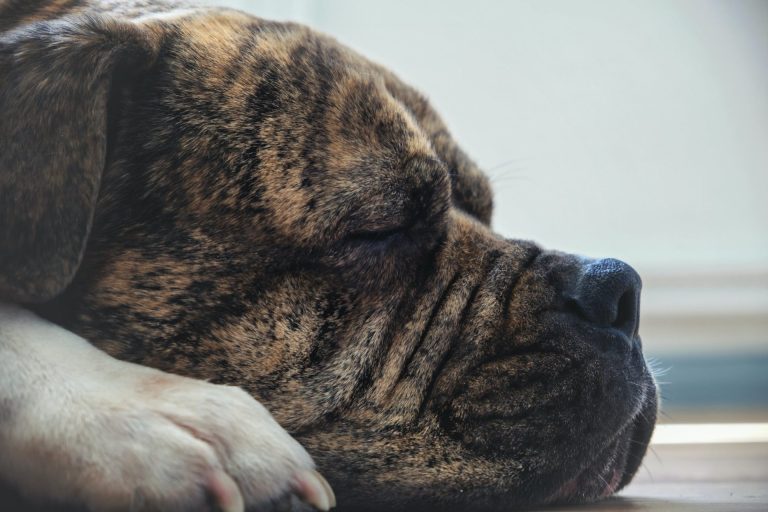 Best Dog Beds For Mastiffs 2023 – Top Brands Reviewed