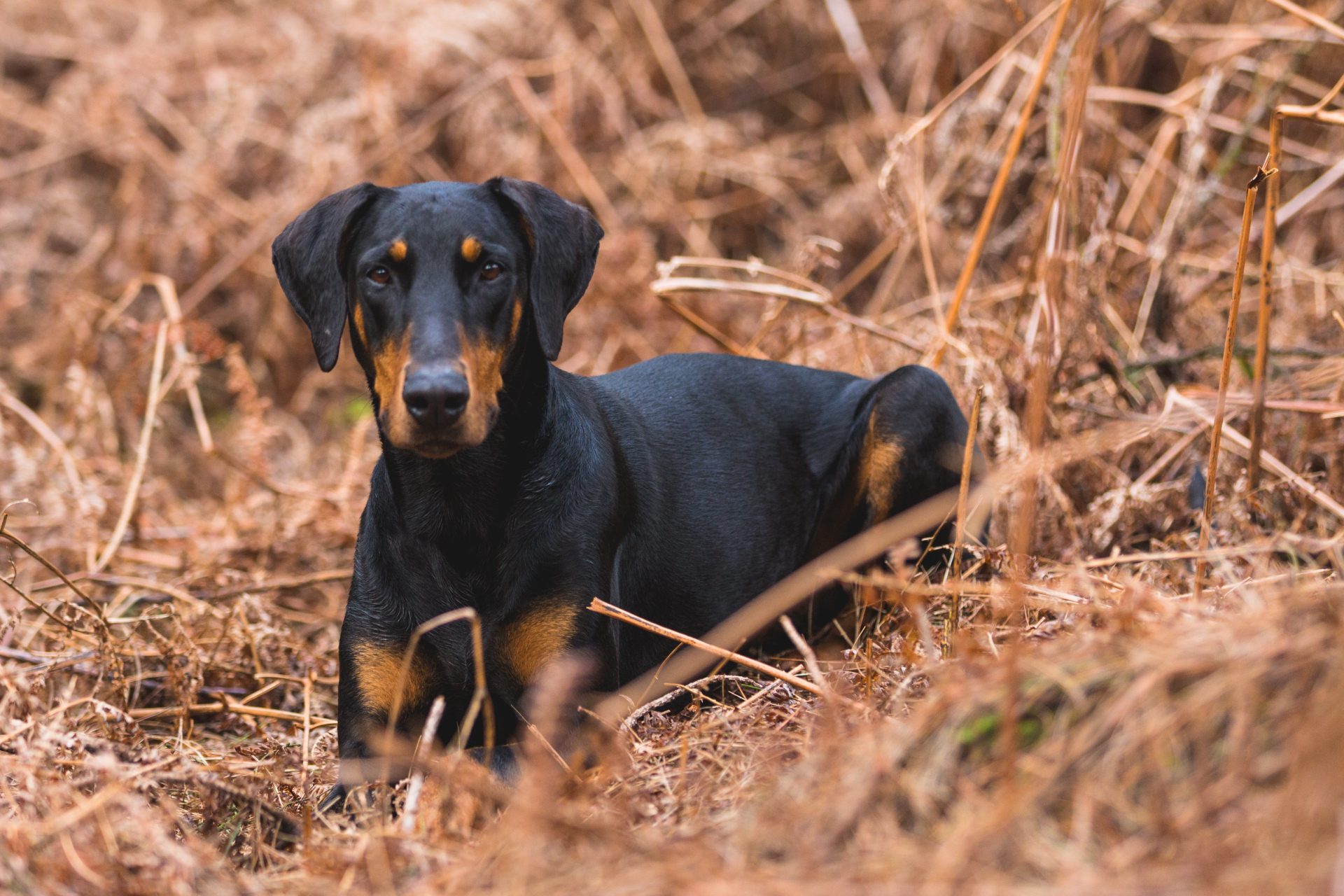 Cane Corso Doberman Mix: The Ultimate Guardian - Paw Planning