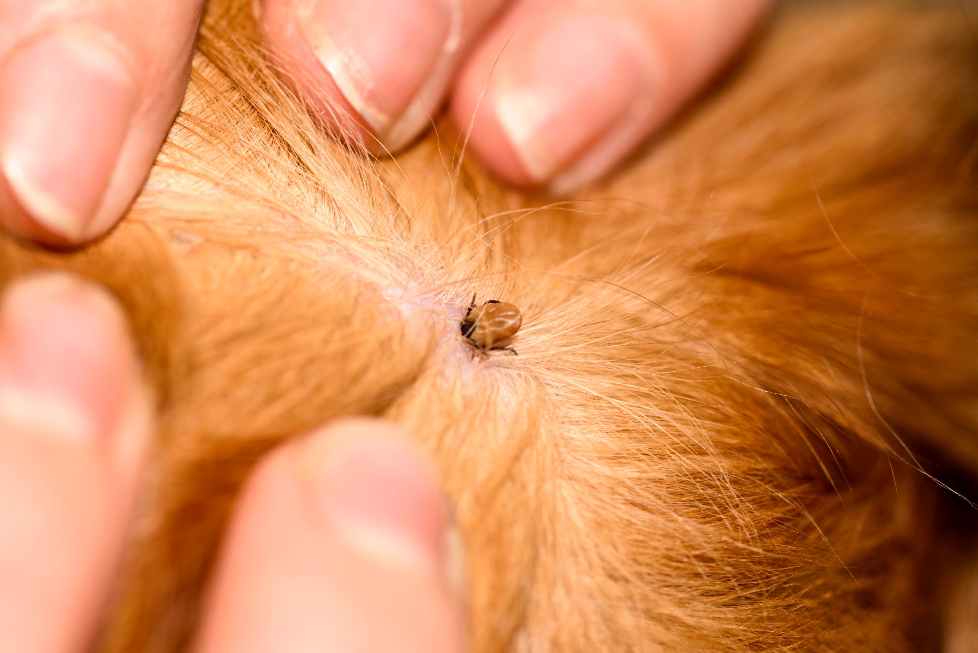 how does a dog get mites