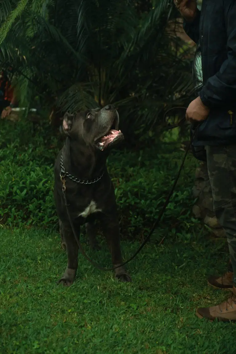 Is the Cane Corso a Good Family Dog?