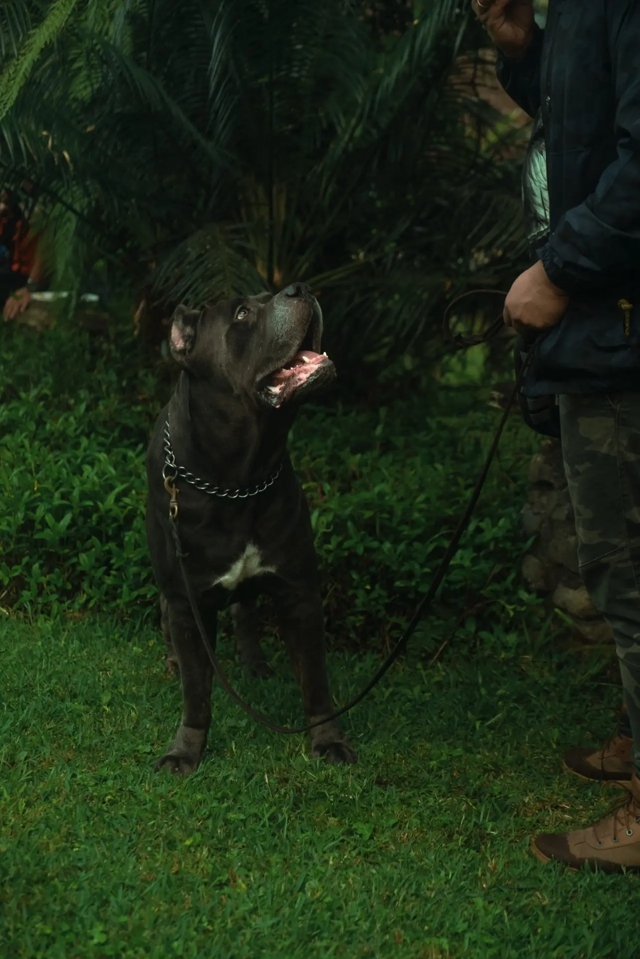 How Strong Is a Cane Corso's Bite Force? Facts, Safety Concerns & FAQ