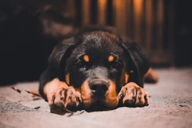 Roman Rottweilers vs German Rottweilers – What’s the Difference?