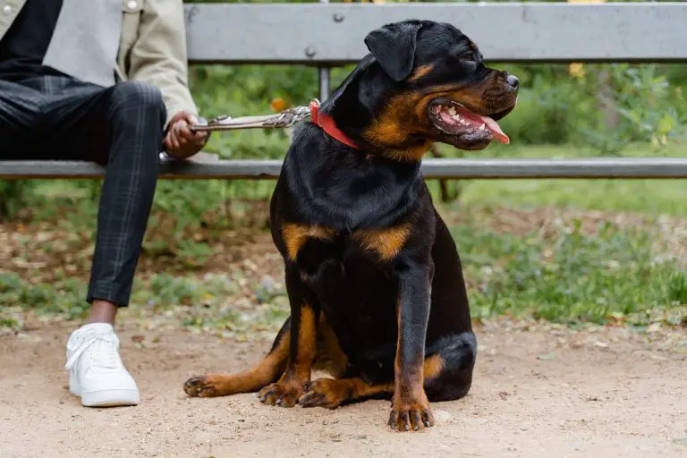 Why Do They Cut Rottweilers Tails?