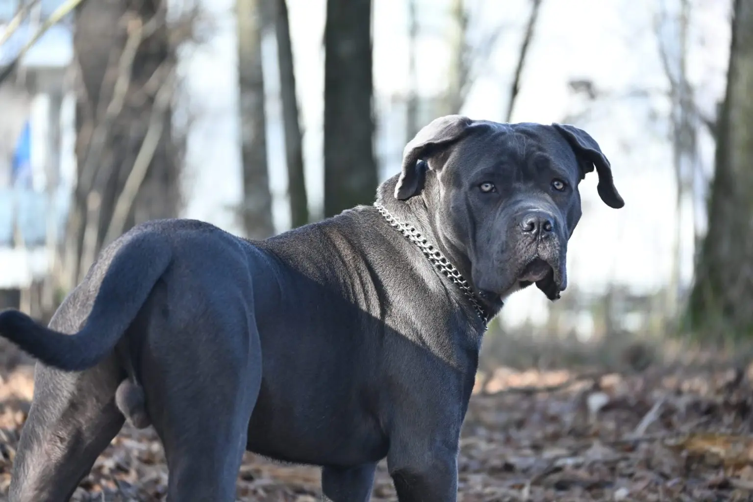 Cane Corso Names - 266 Quirky, Fun Names - Paw Planning