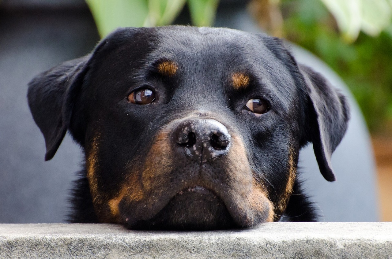 do rottweiler growl when happy?