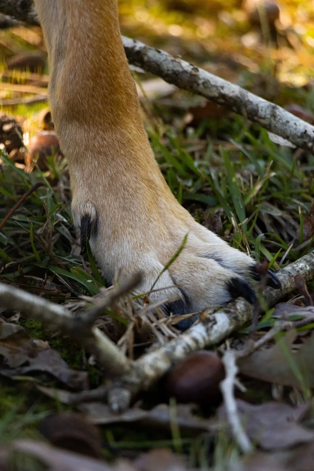 Rottweiler Dew Claws: An Owner's Essential Guide - Paw Planning