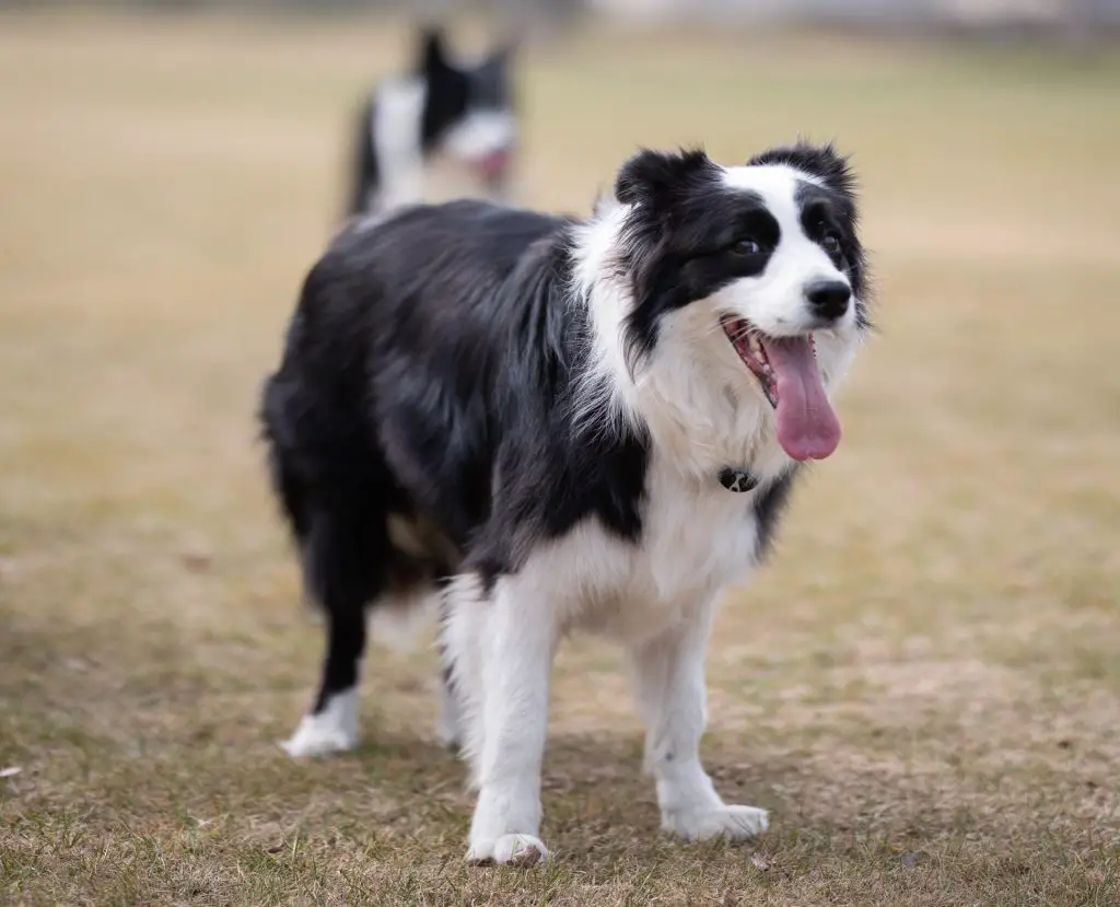 border collie dna test