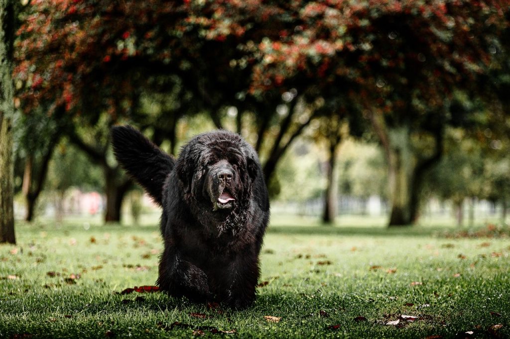 facts about newfoundland dogs