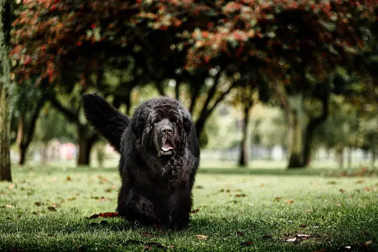 13 Interesting Facts About Newfoundland Dogs